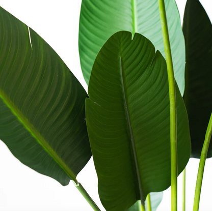 Plante artificielle - Strelitzia 180 cm