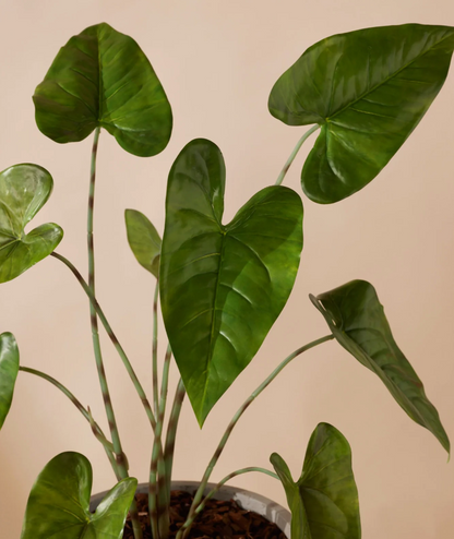 Plante artificielle - Alocasia zebrina 75 cm