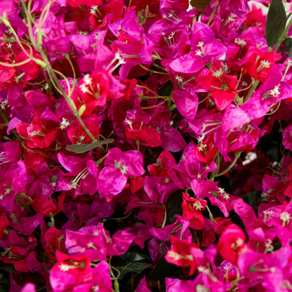 Plante artificielle - Bougainvillier rose 150 cm