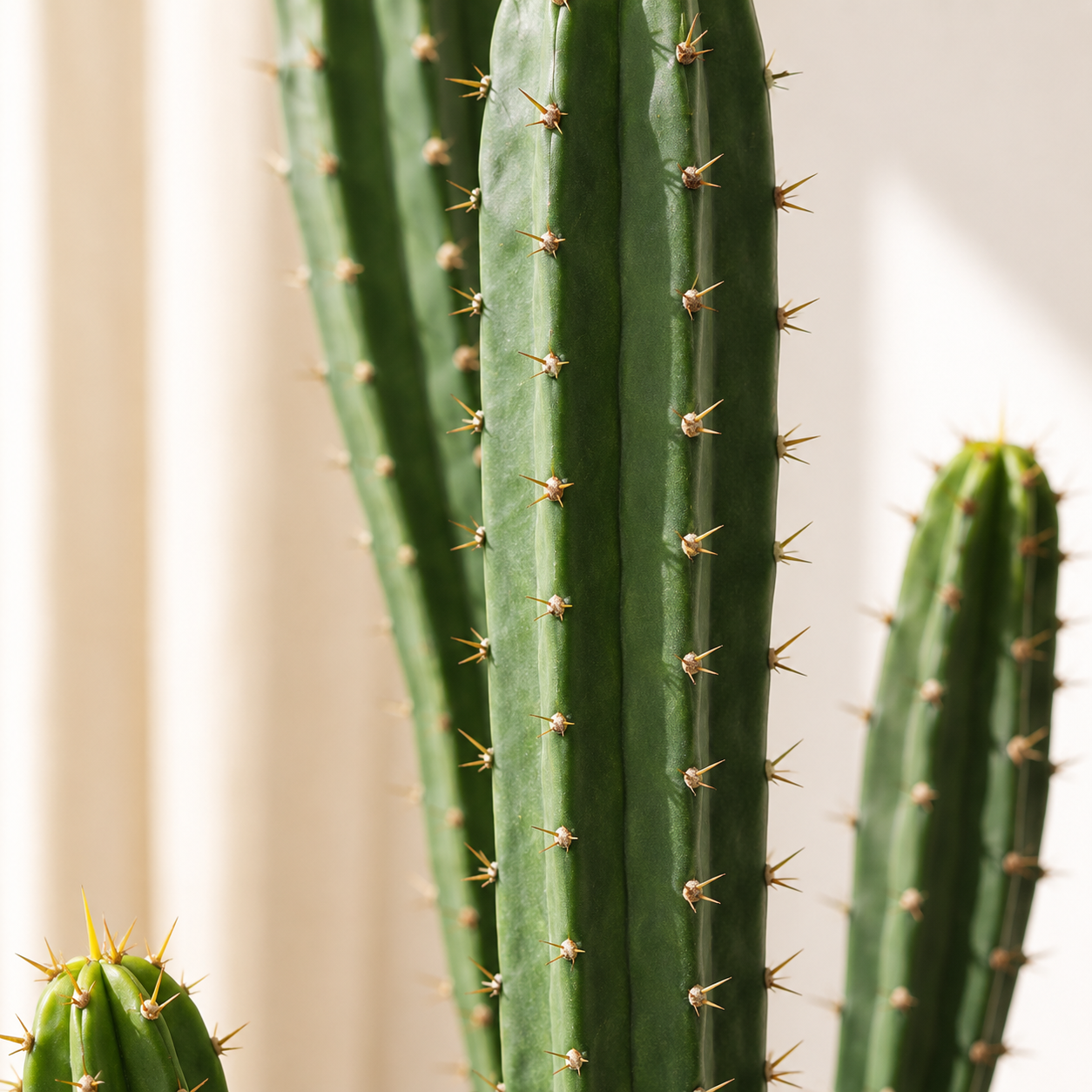 Plante artificielle - Cactus 160cm