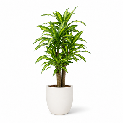 Plante artificielle - Dracaena 120cm