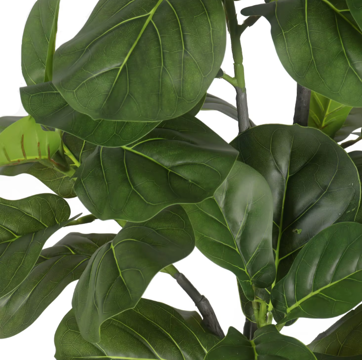 Plante artificielle - Ficus lyrata 180cm