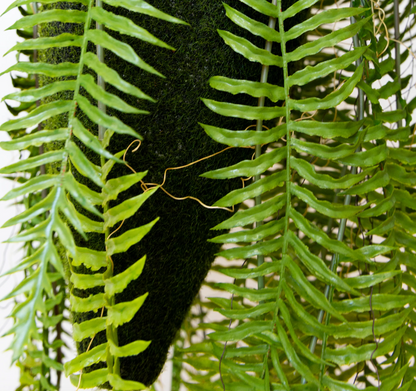 Plante artificielle - Fougère